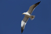 1cy fuscus in August, ringed in Finland. (81365 bytes)